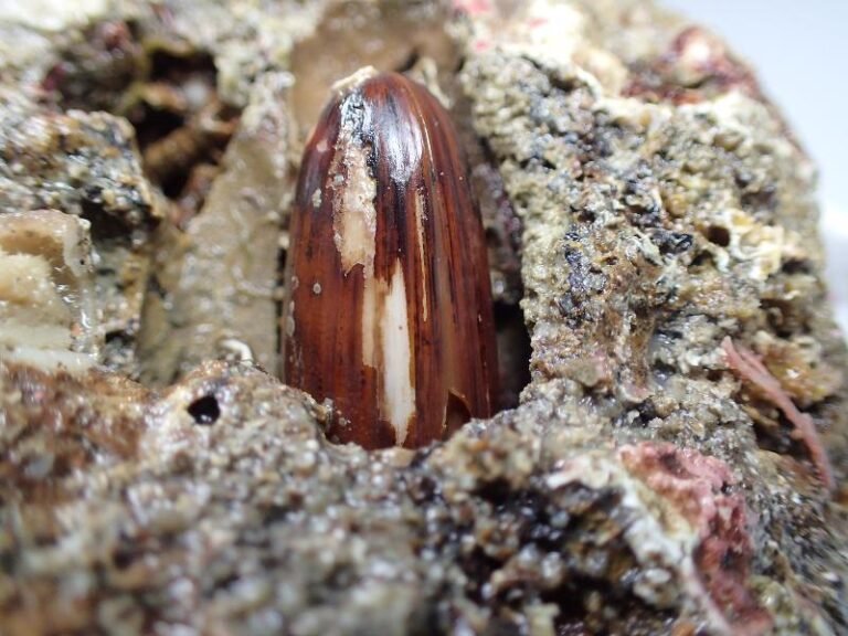 Datte de mer (Lithophaga lithophaga)